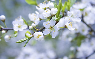 white petaled flower, flowers, branch, nature