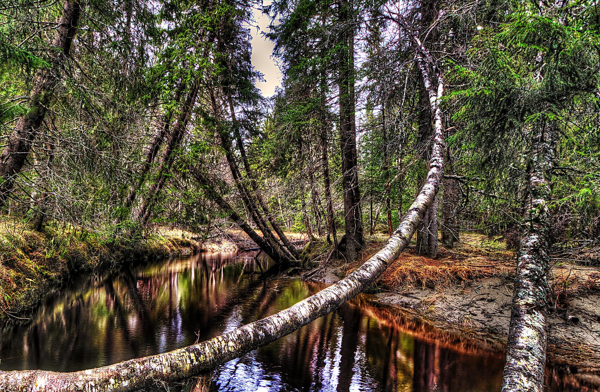 river surrounded by birch tree landscape photo