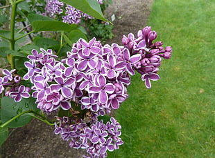 purple-and-white flowers HD wallpaper