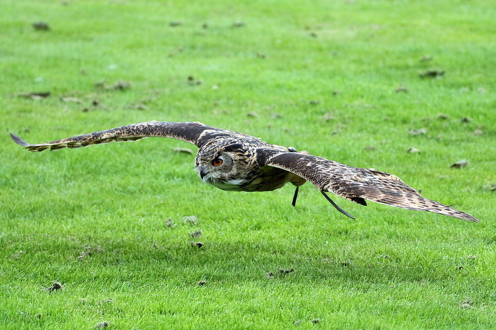 brown Owl HD wallpaper