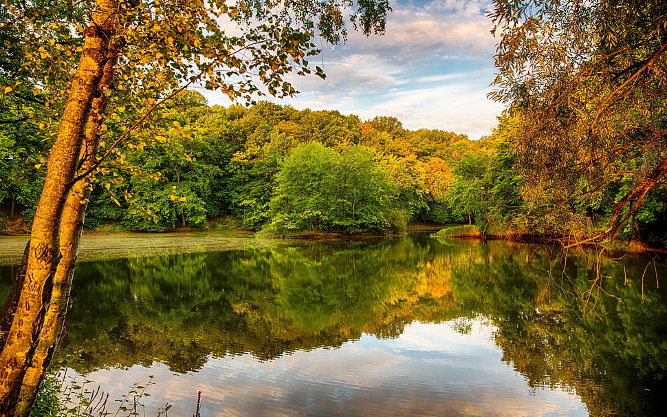 green tree, lake, forest, nature, reflection HD wallpaper
