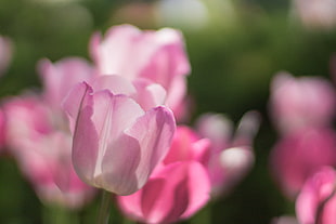 pink and white Tulips flower shallow focus photography