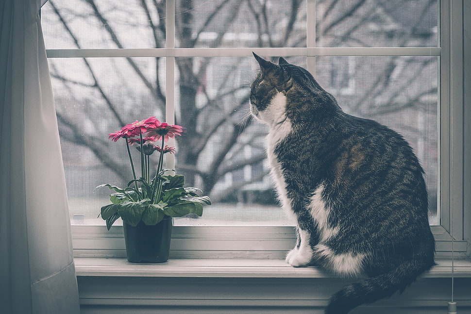 white and black cat near window pane HD wallpaper