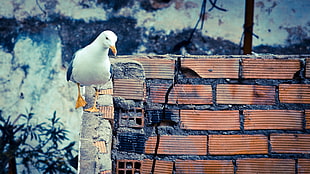 white Albatross bird on gray brick fence during daytime
