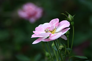 selective focus photo of pink Wild Rose flower
