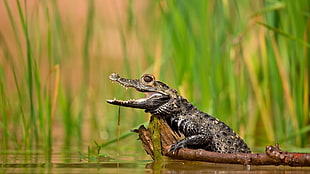 black crocodile, reptiles, baby animals, crocodiles, twigs HD wallpaper