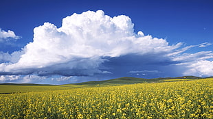 field of yellow flowers under the cloudy sky during daytime