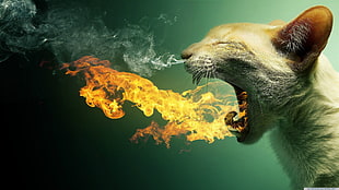 cat screaming fire illustration HD wallpaper