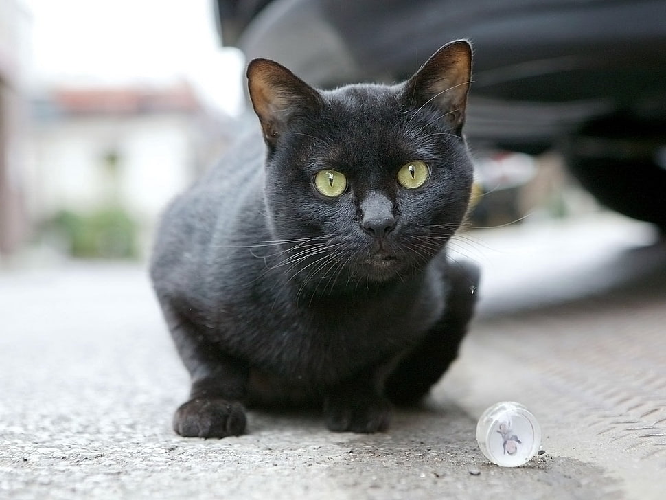 shallow focus on black cat HD wallpaper
