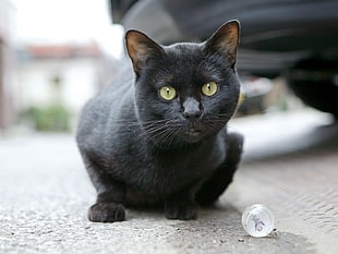 shallow focus on black cat