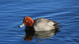 red and gray duck on body of water