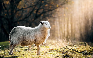 white sheep, animals, sheep, sunlight, grass