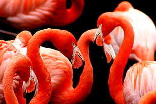 pink flamingos HD wallpaper