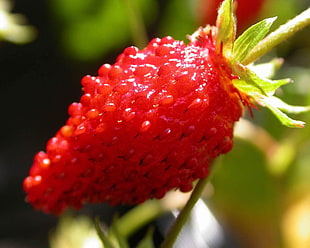 focus photography strawberry