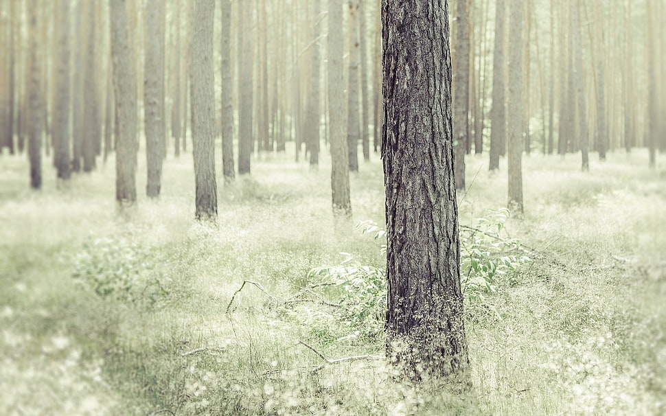 gray tree surrounding by green grass photography HD wallpaper