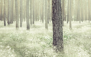 gray tree surrounding by green grass photography