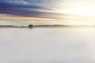 tree in the middle of sand, snow, trees, clouds HD wallpaper