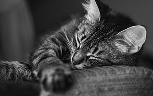 gray scale photo of Tabby kitten