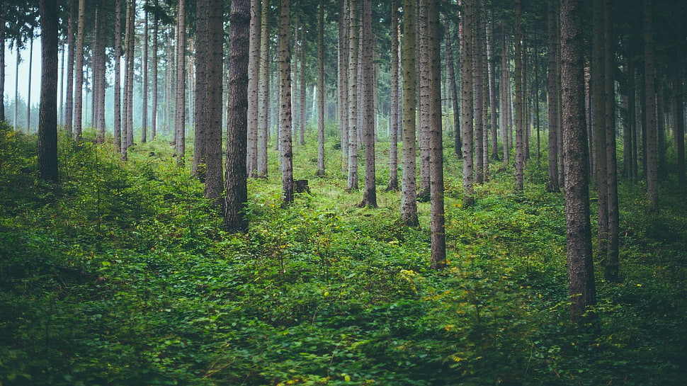 green leafed trees, forest, nature, trees, mist HD wallpaper