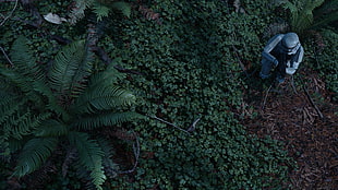 person sitting beside fern plant HD wallpaper