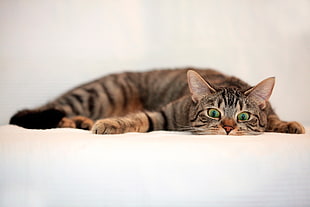 photography of brown tabby kitten HD wallpaper