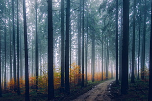 landscape photography of forest with path HD wallpaper