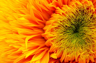micro shot photography of yellow flower, sunflower HD wallpaper