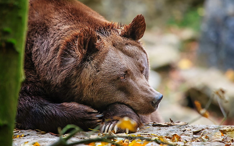 micro shot of brown bear during daytime HD wallpaper
