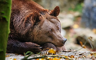 micro shot of brown bear during daytime