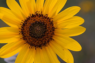 sunflower HD wallpaper