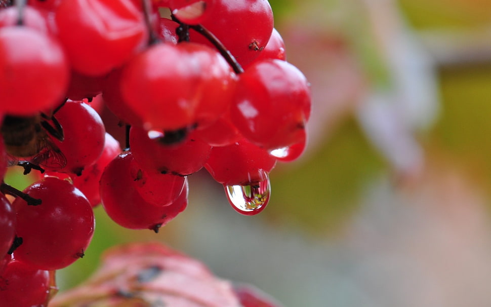 closeup photography of cherry fruit HD wallpaper