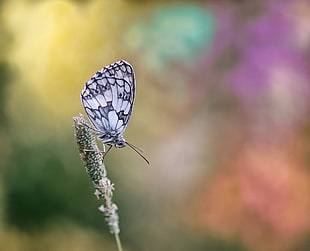 grey and black butterfly on plant in selective focus photography