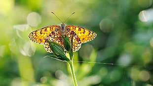 yellow butterfly perched on flower bud at daytime