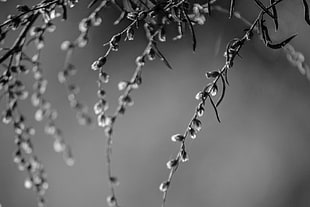 grayscale photography of leaf plant HD wallpaper
