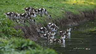 flock of ducklings