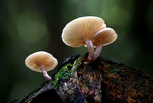 selective focus photography of fungi on wood, armillaria