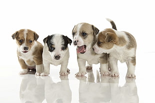 four litter of puppies, puppies, baby animals, dog, animals HD wallpaper