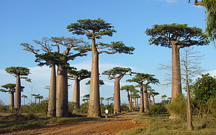 green trees, Africa, trees, baobabs, nature