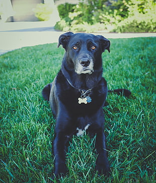 adult black Labrador retriever HD wallpaper