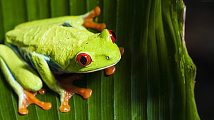green tree frog, frog, green, 4k HD wallpaper