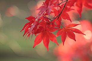 selective focus of red leaf plant
