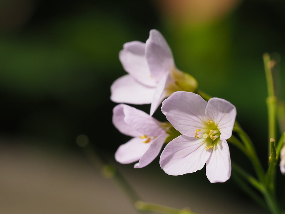 selective focus photography white petaled flowers HD wallpaper