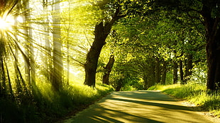 road in the middle of the forest during day HD wallpaper