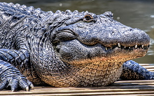 photo of an gray crocodile HD wallpaper