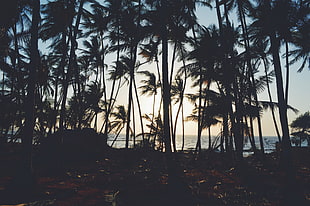 silhouette of coconut trees photo, trees, palm trees, sea, nature