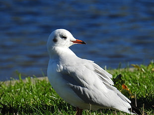 close up photography of white bird against body of water