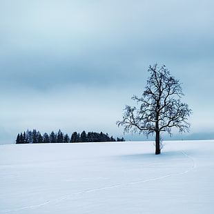 bare tree on snowfield HD wallpaper