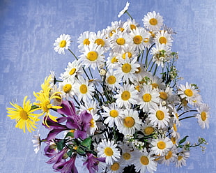 Daisy flowers arrangement HD wallpaper
