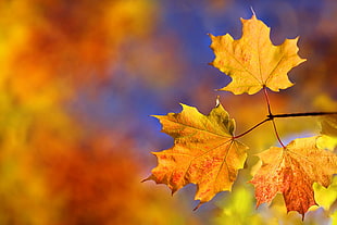 palmate-shape leafed plant, fall, colorful, nature, leaves HD wallpaper