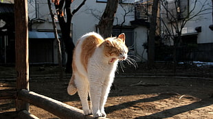 white and orange cat on wooden stick